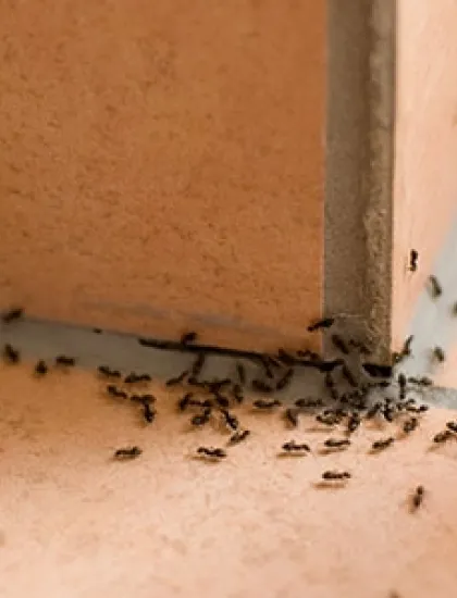 ants